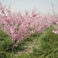 低價(jià)供應(yīng)美人梅樹苗