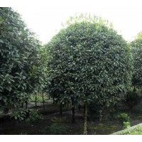 茶條槭，哈斯榆，樸樹，黃連木，皂角，蒙古櫟，國槐，紅葉李，桂