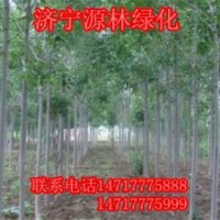 白蠟_白蠟價(jià)格_優(yōu)質(zhì)白蠟批發(fā)/采購(gòu)