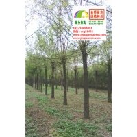 16、17公分二年帽國(guó)槐低價(jià)供應(yīng)