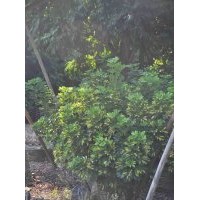 鴨腳木