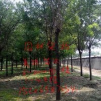 北欒苗，國槐苗，椿樹苗，榆樹苗等。。。。