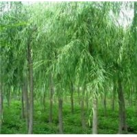 垂柳大量出售、8-15公分垂柳大量低價(jià)優(yōu)惠供應(yīng)