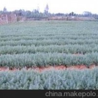 湯泉雪松小苗價(jià)格 5米雪松一級(jí)苗價(jià)格 雪松價(jià)格