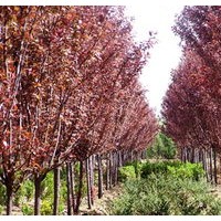 紅葉李小苗大量出售、2、3公分紅葉李大量低價供應(yīng)