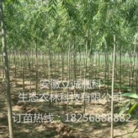 竹柳3號，美國竹柳，快繁苗，竹柳扦插