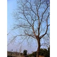 米徑10-25公分烏桕價(jià)格 烏桕價(jià)格