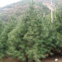 3、4米白皮松出售、低價白皮松大量優(yōu)惠供應(yīng)