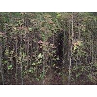 2公分楓香、3公分楓香、4公分楓香、5公分楓香