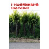 毛白楊價(jià)格，白榆價(jià)格，金葉榆價(jià)格