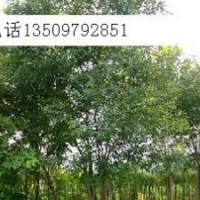 供應(yīng)黃櫨4-5公分黃櫨6-8公分黃櫨價(jià)格