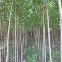 地到期,低價(jià)處理速生楊10萬棵,給錢就賣,快來搶吧