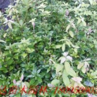 四川老鷹茶苗、成都老鷹茶苗、貴州老鷹茶苗、批發(fā)老鷹茶苗