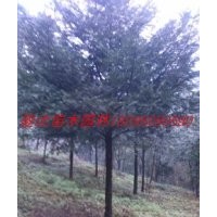 四川紅豆杉、雅安紅豆杉、成都紅豆杉、南方紅豆杉