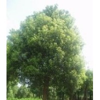 精品香樟價(jià)格8公分10公分12公分15公分香樟報(bào)價(jià) 香樟價(jià)格
