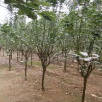 西府海棠小苗批發(fā)，西府海棠價格，供應北美海棠品種