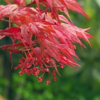 日本紅楓怎么樣請到隆發(fā)園林苗圃來看看