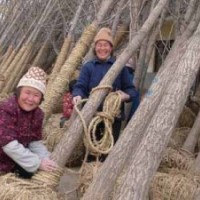 銀杏樹最新價(jià)格出爐