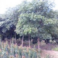處理8-10公分無(wú)患子