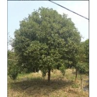 長(zhǎng)期供應(yīng):八月桂，金桔樹，各種規(guī)格及小苗1