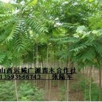 2、3公分臭椿樹大量出售、大量低價臭椿樹優(yōu)惠供應(yīng)