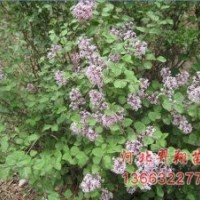 丁香