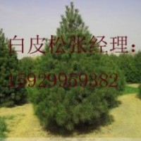 長(zhǎng)年供應(yīng)各種規(guī)格白皮松華山松和油松