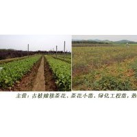 茶花小苗批發(fā)，的茶花苗、綠化苗報價