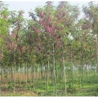 供應(yīng)香花槐價(jià)格 3-4公分香花槐 5-6公分香花槐 香花槐價(jià)格