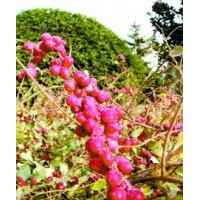 紅雪果，紅雪果供應(yīng)，紅雪果價(jià)格