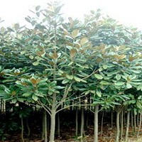 廣玉蘭12-20cm