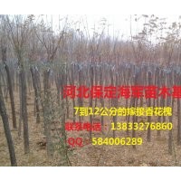 香花槐