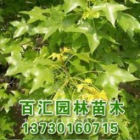 河北天目瓊花百匯苗木價格
