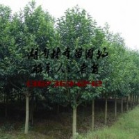 20公分樂昌含笑價格