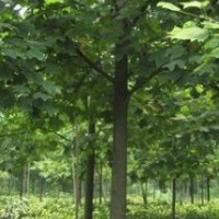 北美馬褂木供應(yīng) 20公分馬褂木價格