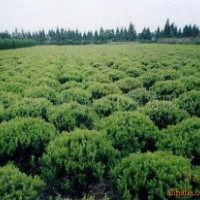 大葉黃楊，大葉黃楊苗，江蘇大葉黃楊球，大葉黃楊基地，冬青球