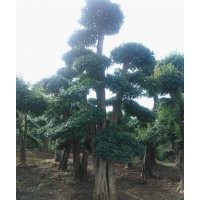對節(jié)白臘