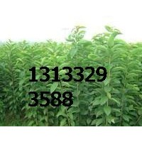 苗圃供應(yīng)鈣果苗==梨樹(shù)苗