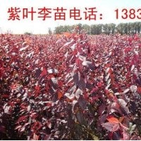 紅葉李小苗