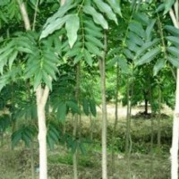無患子樹產地.12公分無患子樹價格