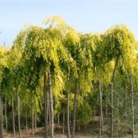 大量出售榆葉梅、金葉垂榆、金葉榆、榆樹(shù)、絲棉木、碧桃等苗木