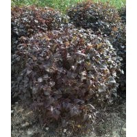 榆葉梅球，五角楓球，密枝紅葉李球，衛(wèi)矛球，水蠟球，各種快柏球