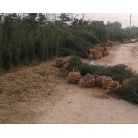 專供山西，蜀儈，側(cè)柏，北京儈，河南儈