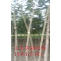 山東供應(yīng)3公分合歡