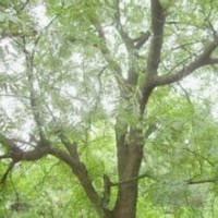 江蘇黃連木報價15公分精品黃連木出售