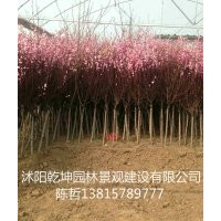 大量供應(yīng)各種規(guī)格大小榆葉梅