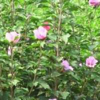 石家莊木槿價格|河北扶芳藤批發(fā)供應