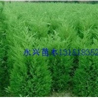 龍柏，蜀檜，灑金柏，側(cè)柏，爬地柏，刺柏，雪松，塔柏等苗木