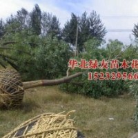 河北苗木火炬,千頭椿,柳樹
