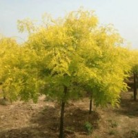 金葉國槐獨(dú)家為您優(yōu)質(zhì)呈現(xiàn)